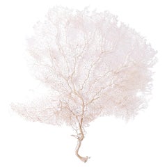 Natural Cream Sea Fan
