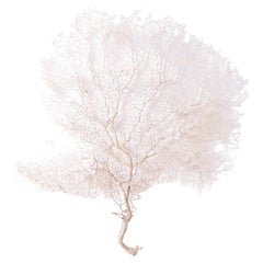 Natural Cream Sea Fan