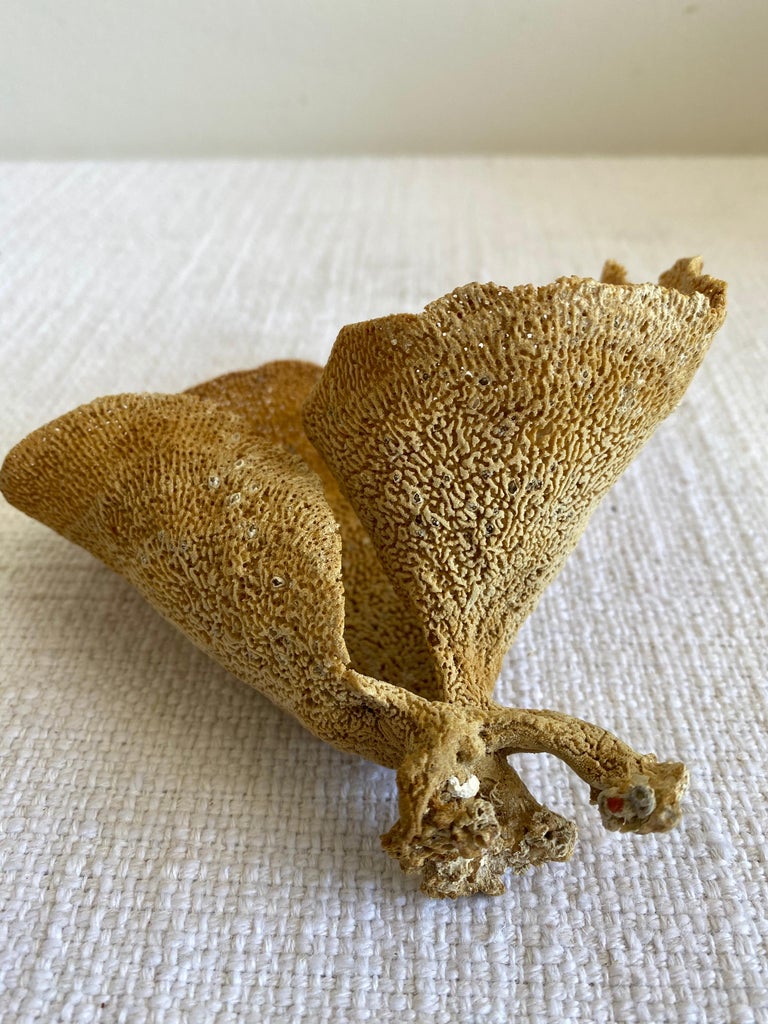 Natural Curled Sea Sponge at 1stDibs real sea sponge for sale, sponge