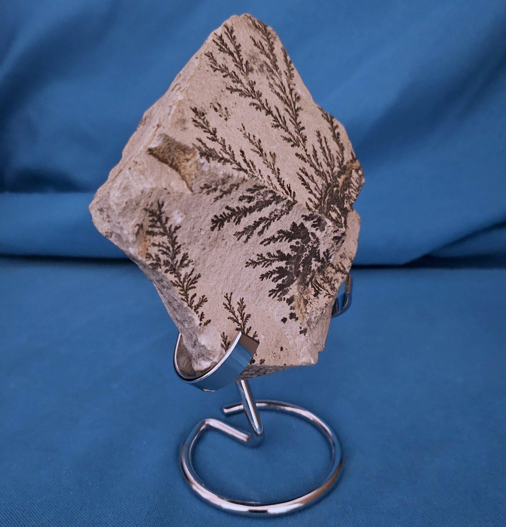 Natural Dendritic Specimen Slab or Fossil Specimen For Sale 3