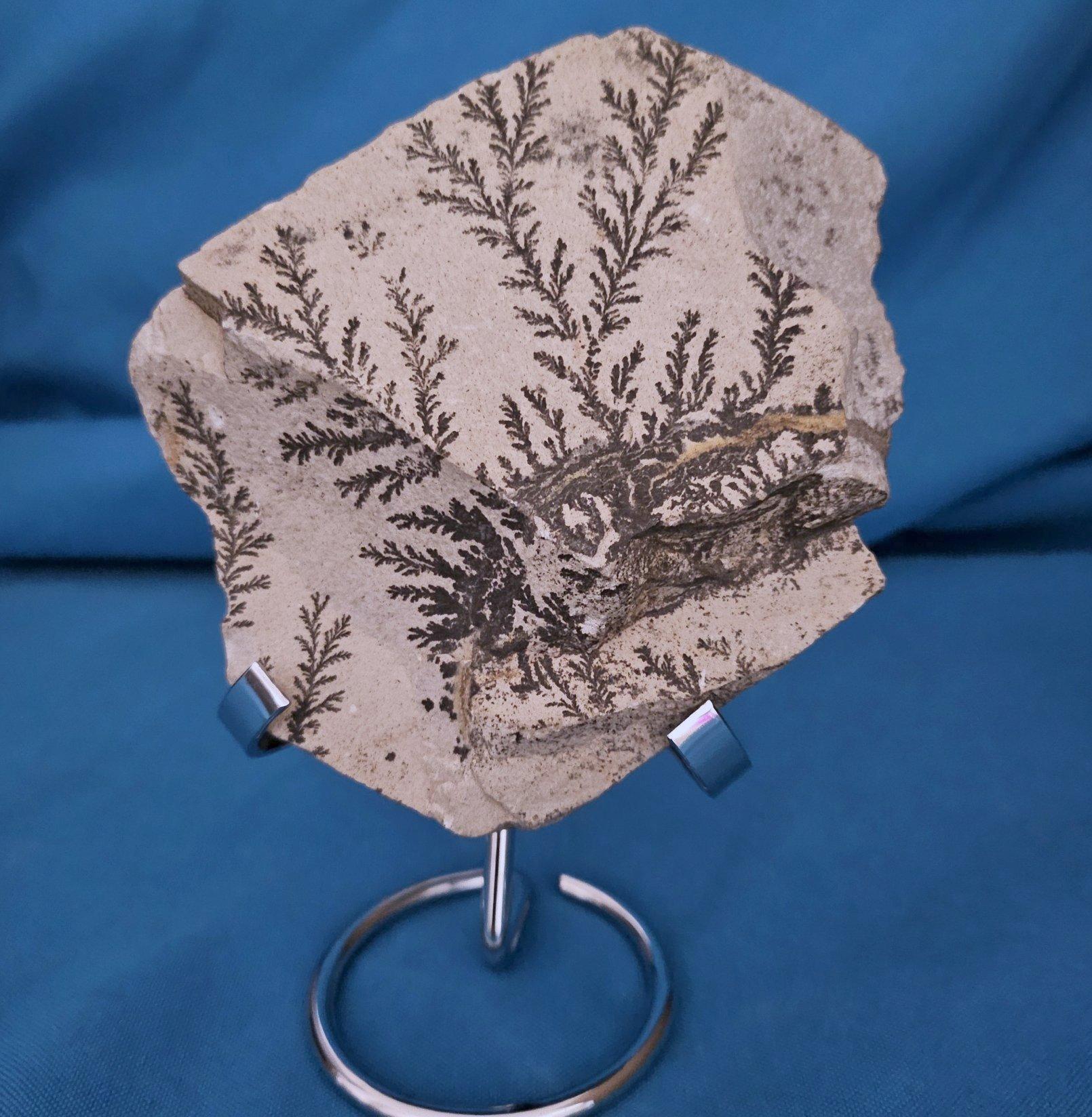 Natural Dendritic Specimen Slab or Fossil Specimen For Sale 4