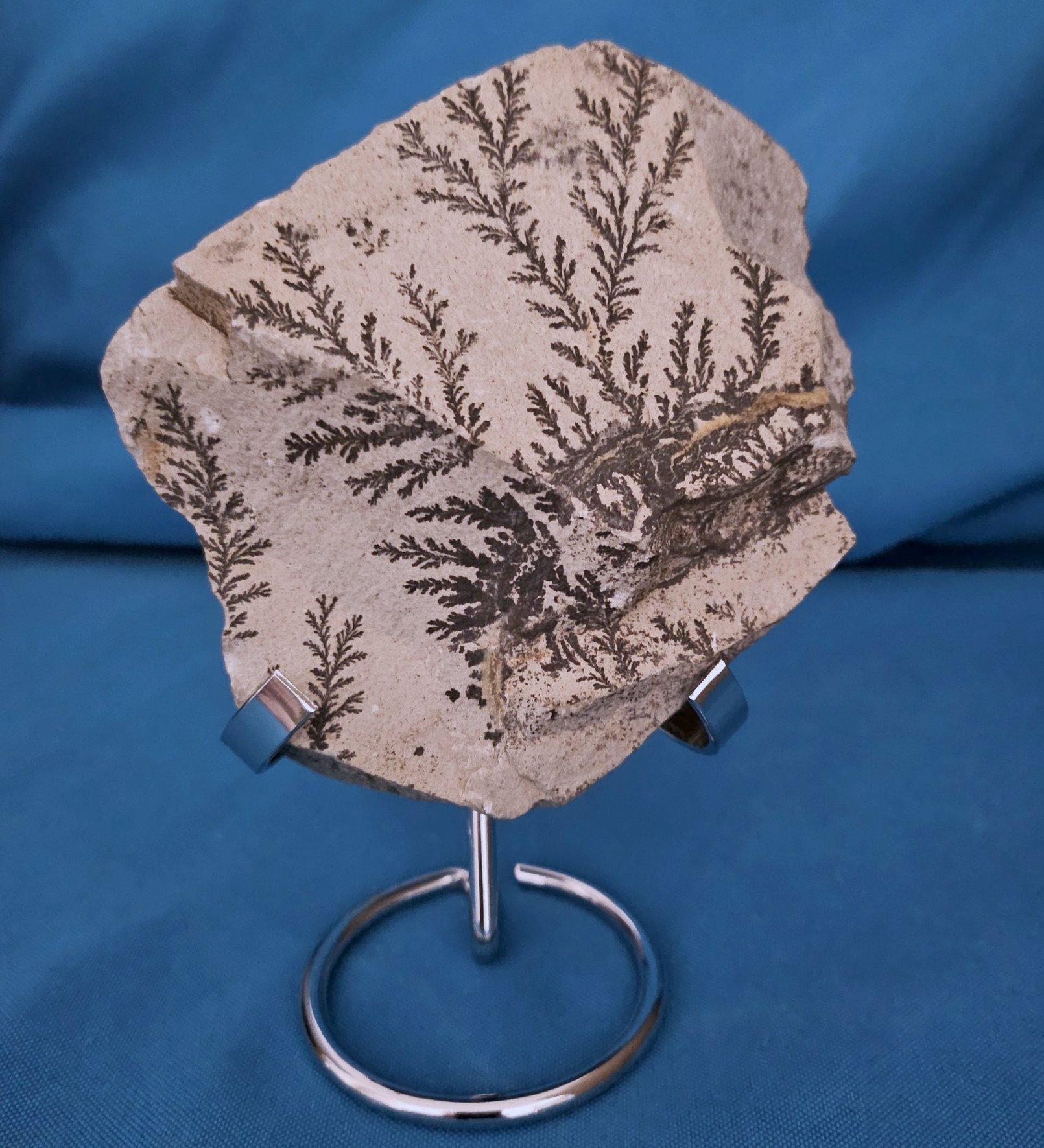 Natural Dendritic Specimen Slab or Fossil Specimen For Sale 5