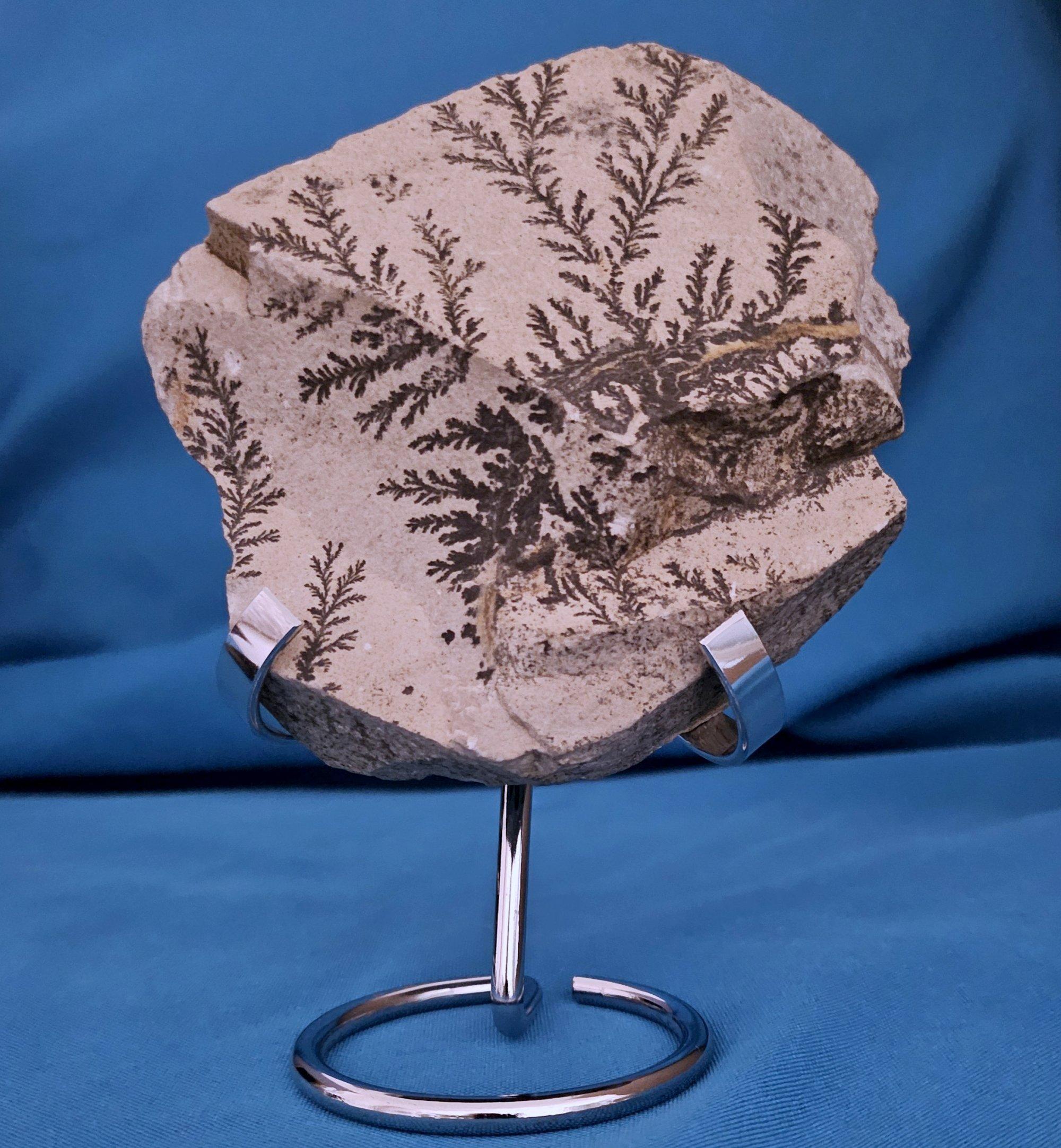 Natural Dendritic Specimen Slab or Fossil Specimen, probably from the Jurassic period.
A small stand will come with the fossil as a gift unless you instruct us not to include it (it may be the display stand shown or a similar stand). The piece is