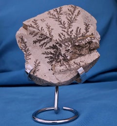 Plaque de spécimen dendritique naturelle ou spécimen fossile