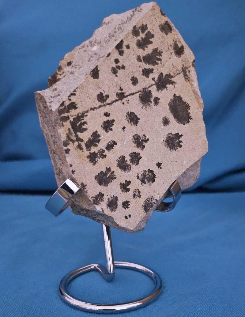 Natural Dendritic Specimen Slab or Fossil Specimen In Good Condition For Sale In Warrenton, OR