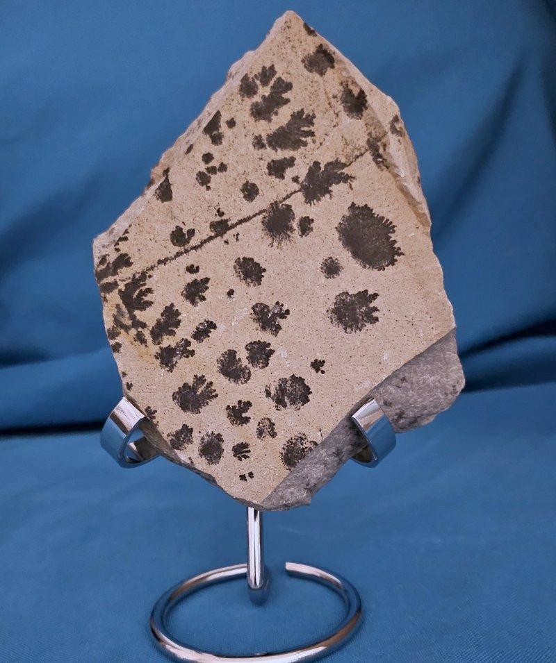 18th Century and Earlier Natural Dendritic Specimen Slab or Fossil Specimen For Sale