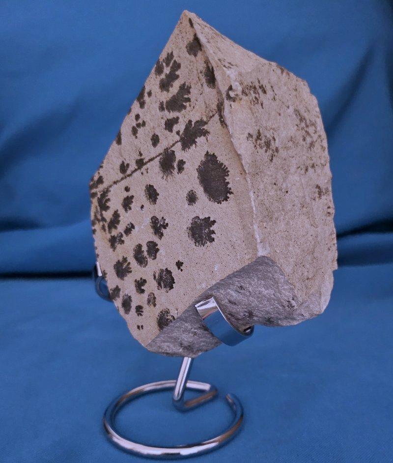 Organic Material Natural Dendritic Specimen Slab or Fossil Specimen For Sale