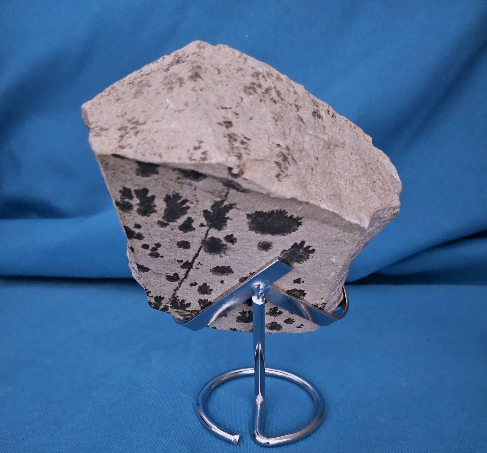 Natural Dendritic Specimen Slab or Fossil Specimen For Sale 1