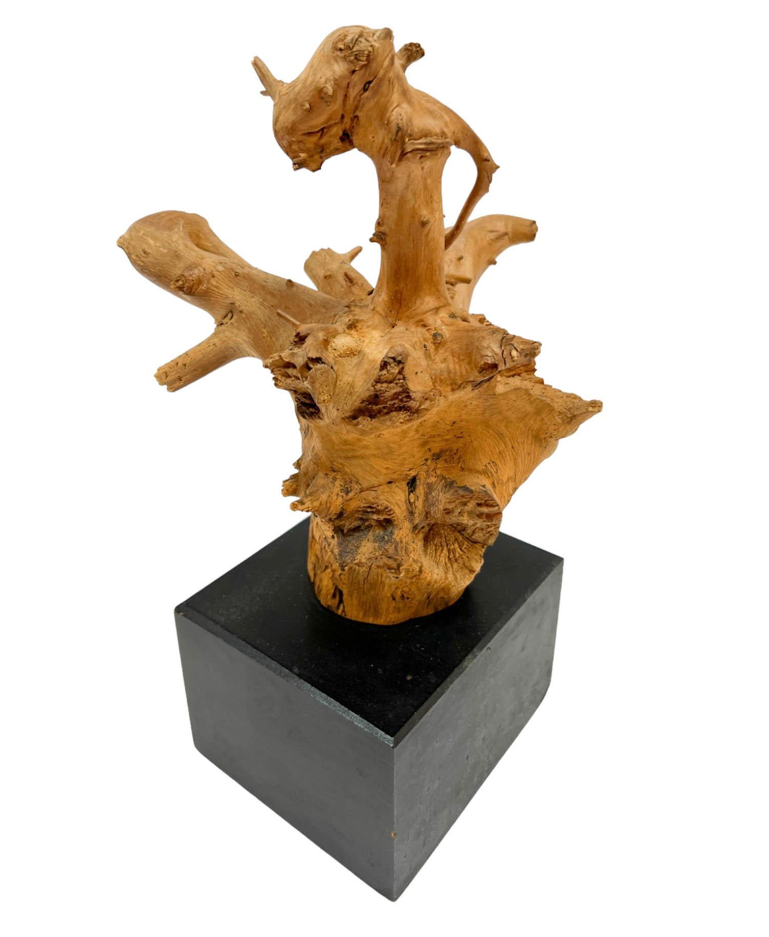 Sculpture de tête de dragon en bois flotté naturel sur socle noir en vente 1