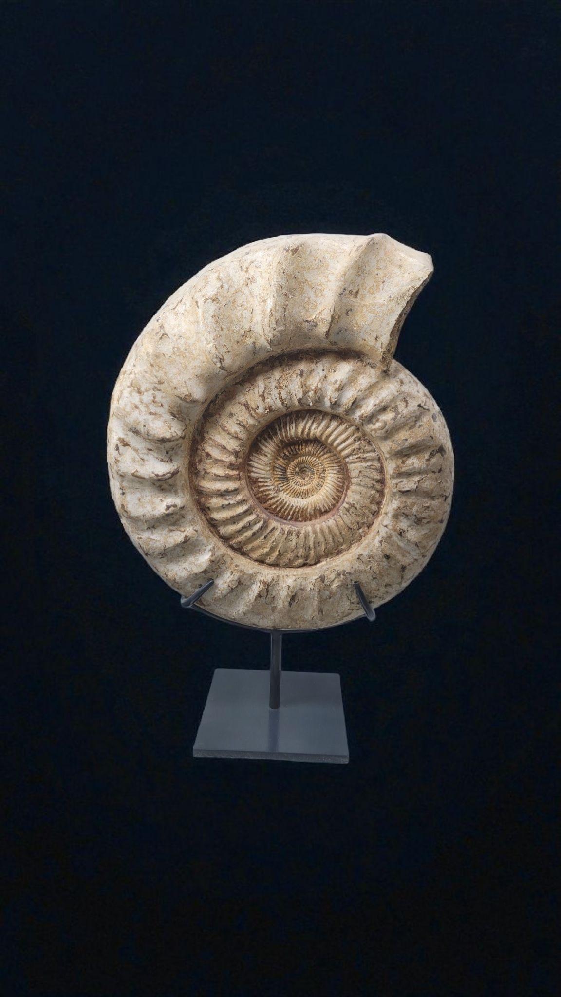Ammonite fossile Nature 