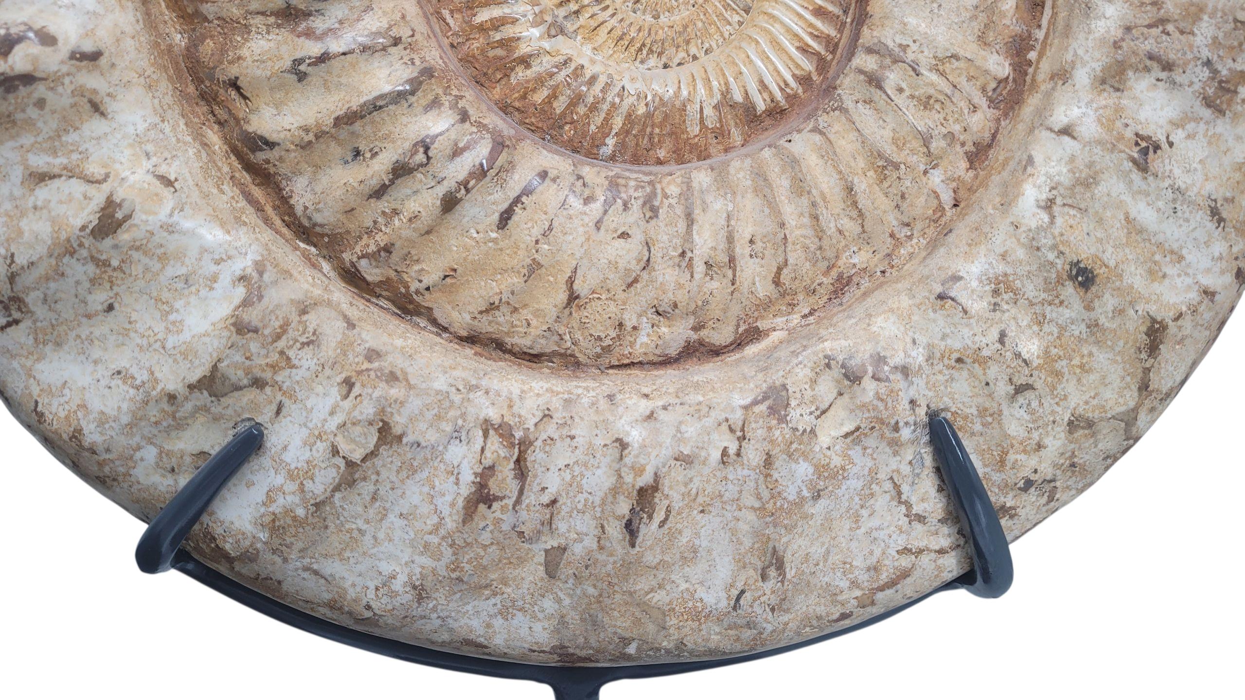 Ammonite fossile Nature 