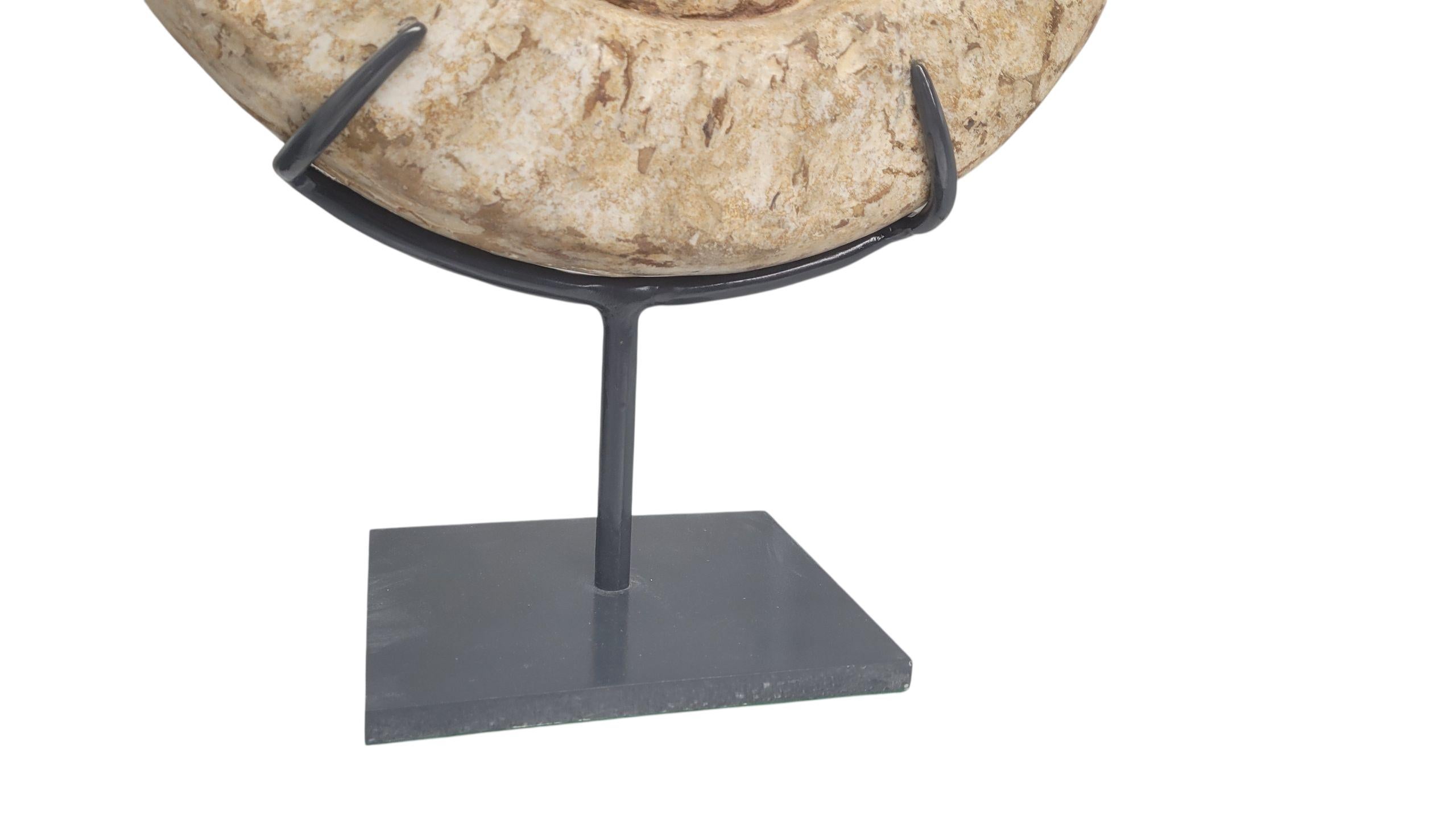 Ammonite fossile Nature 