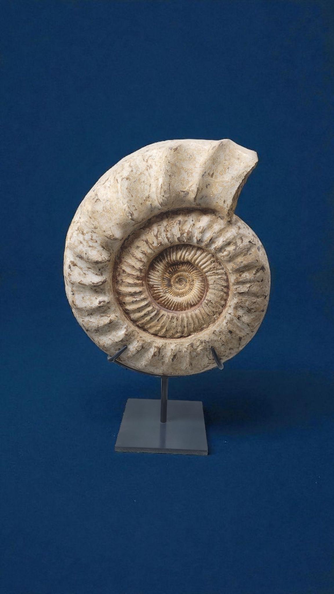 Questo esemplare naturale di ammonite proveniente dal Madagascar (Majunga aera) risale al Cretaceo superiore (da -70 a -85 milioni di anni).
Abbiamo realizzato un supporto ad artiglio personalizzato per mettere in risalto il pezzo e renderlo facile