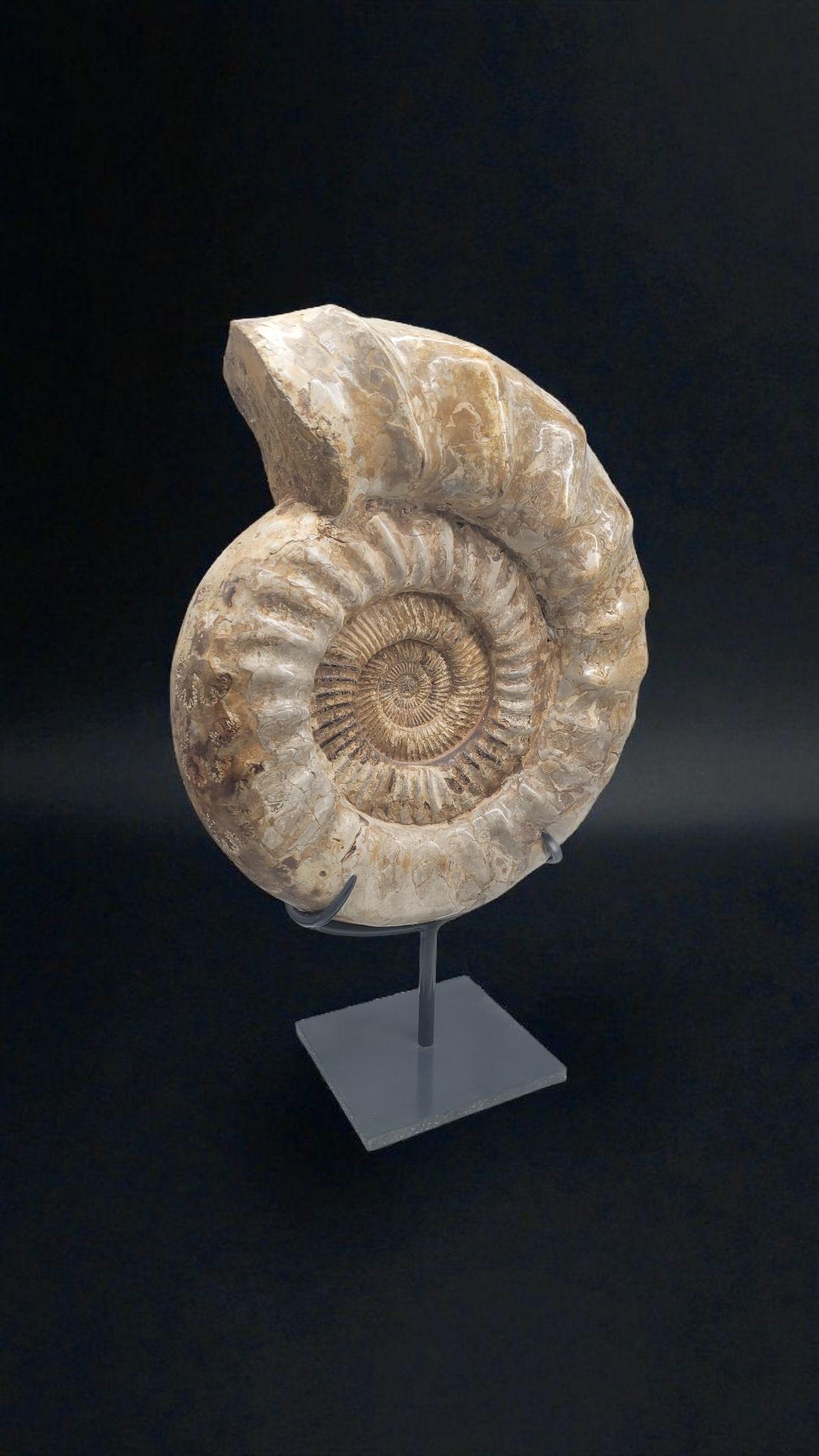 Malgascio Ammonite fossile Nature 
