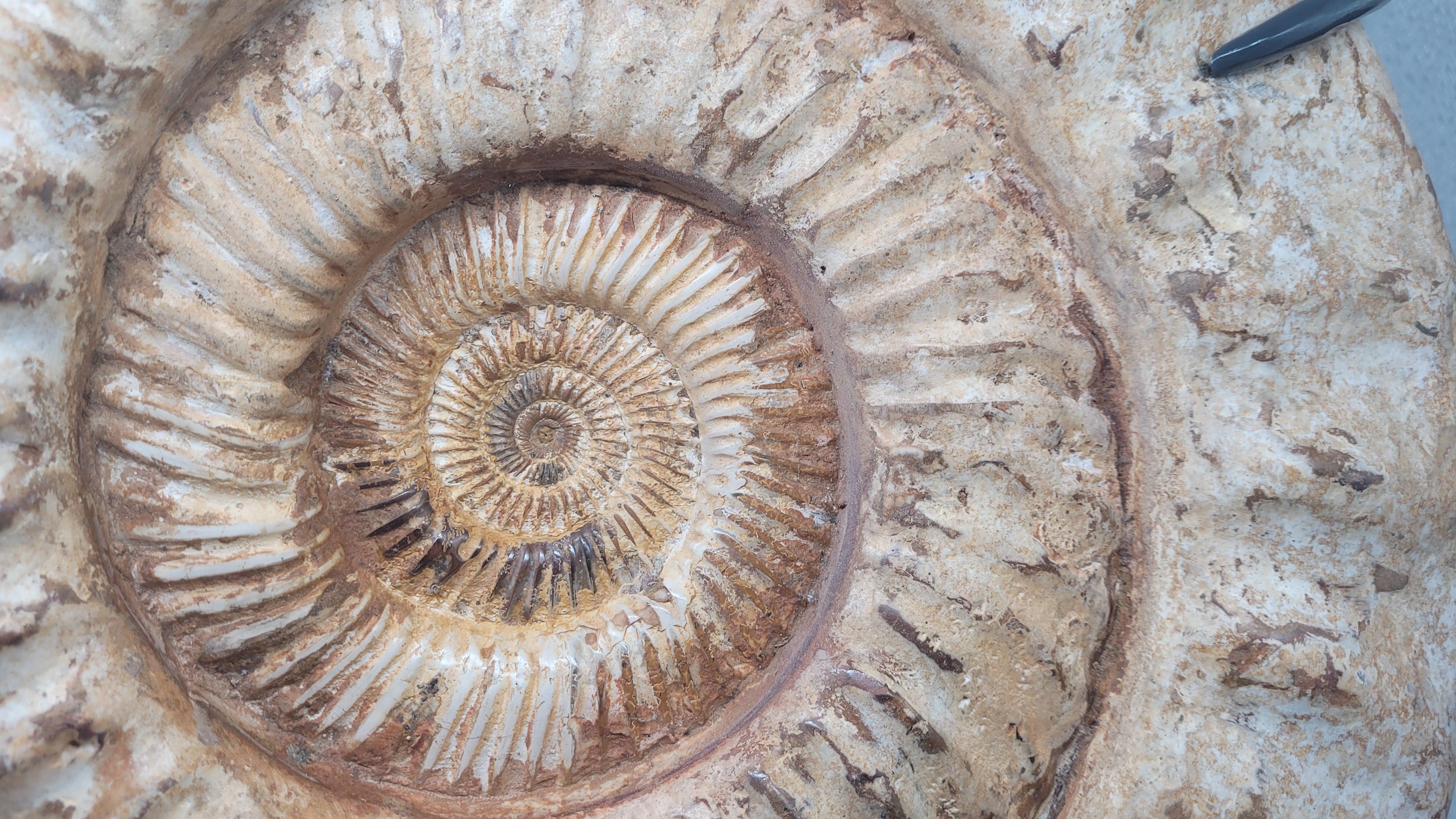 Ammonite fossile Nature 