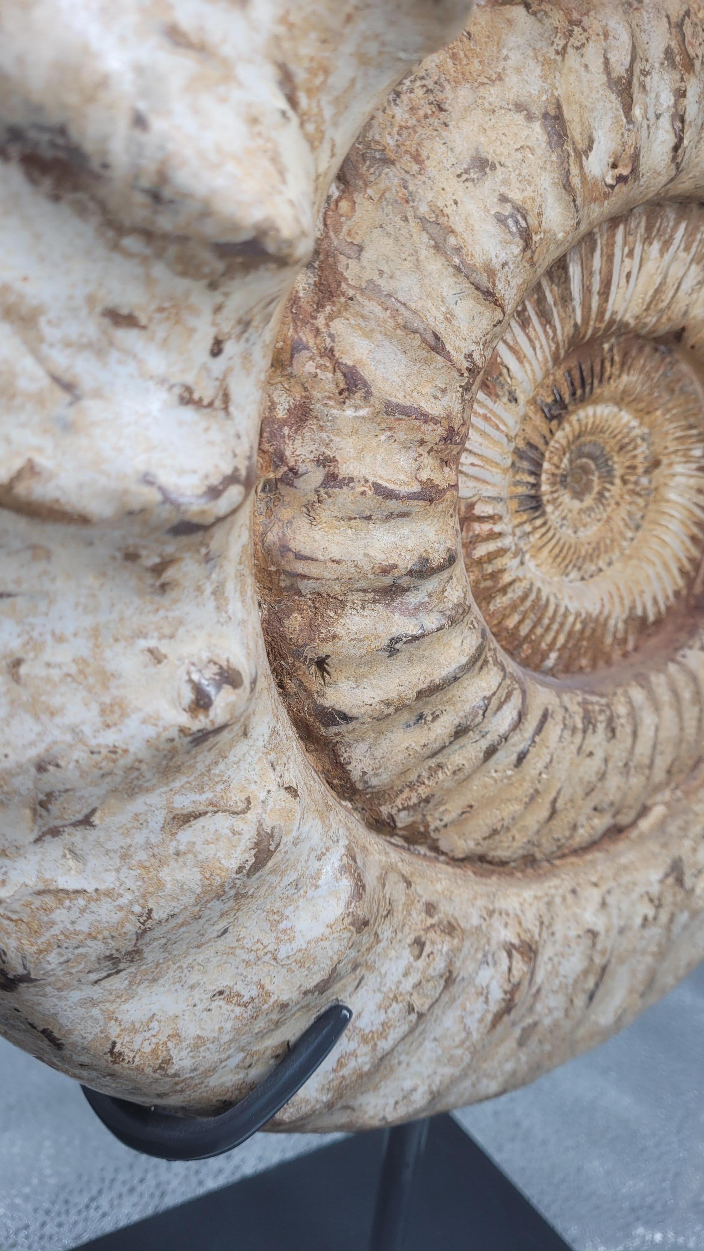 XXI secolo e contemporaneo Ammonite fossile Nature 