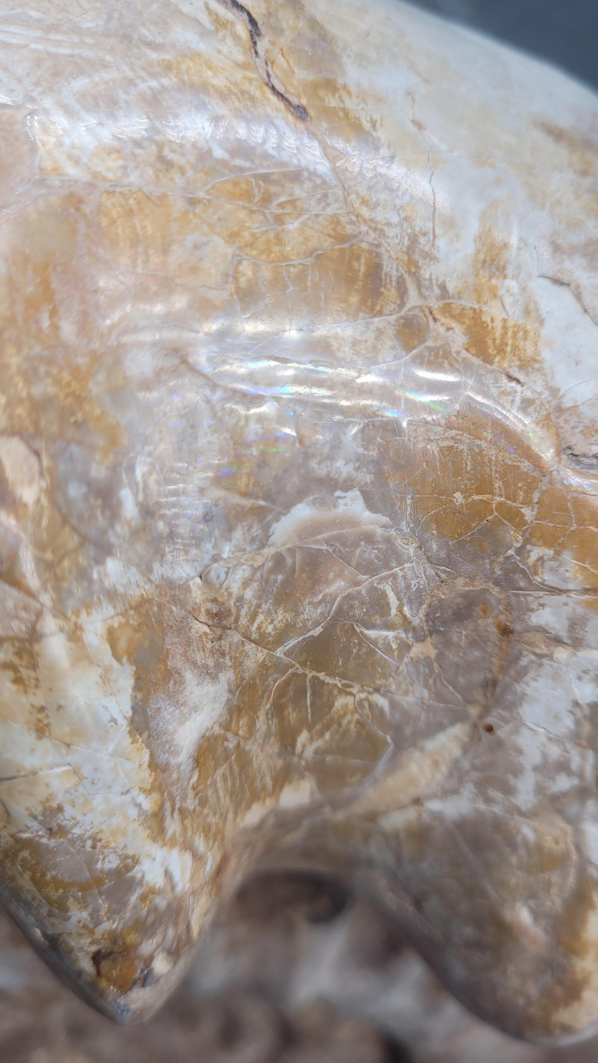 Pietra Ammonite fossile Nature 