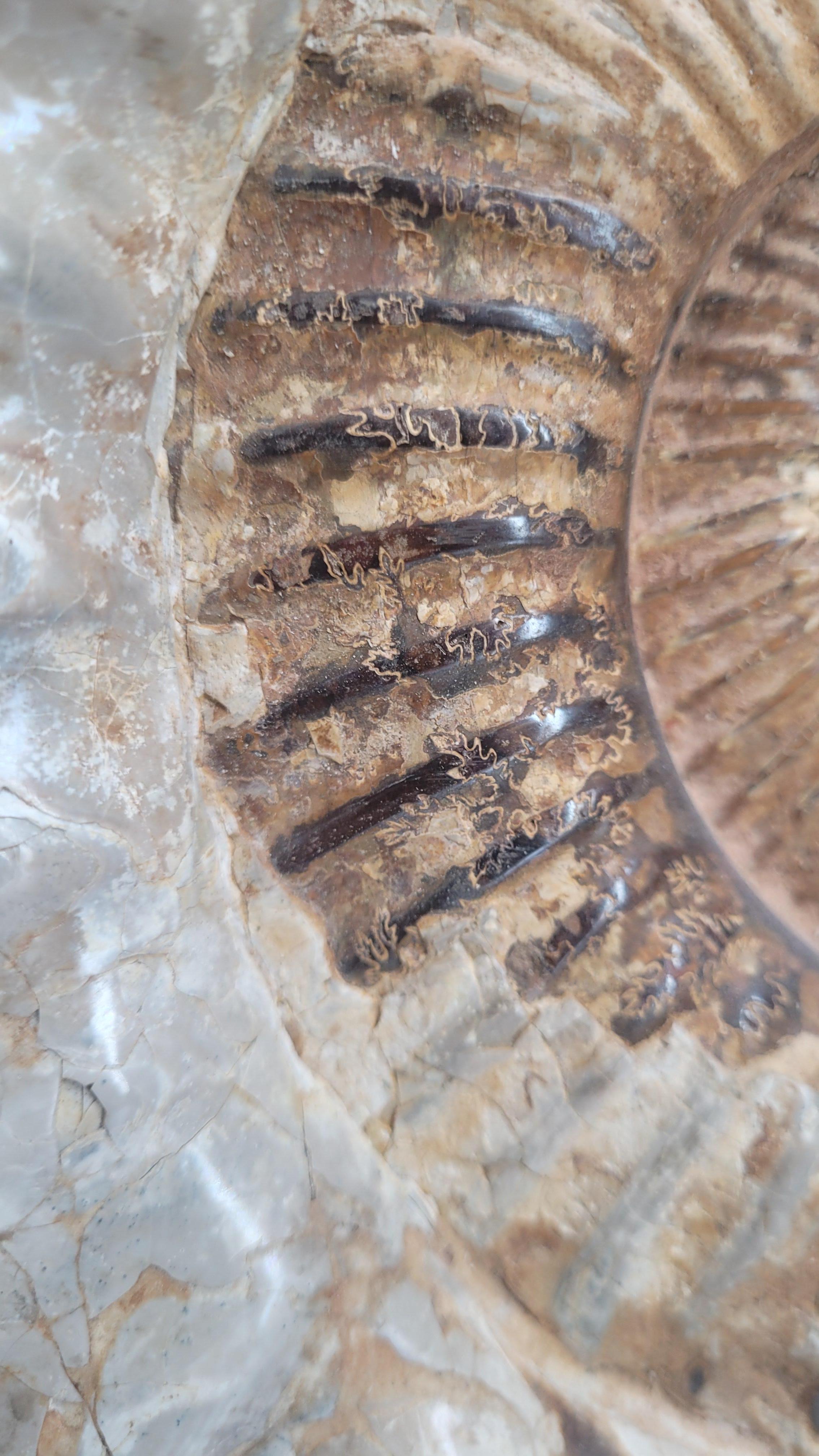 Ammonite fossile Nature 
