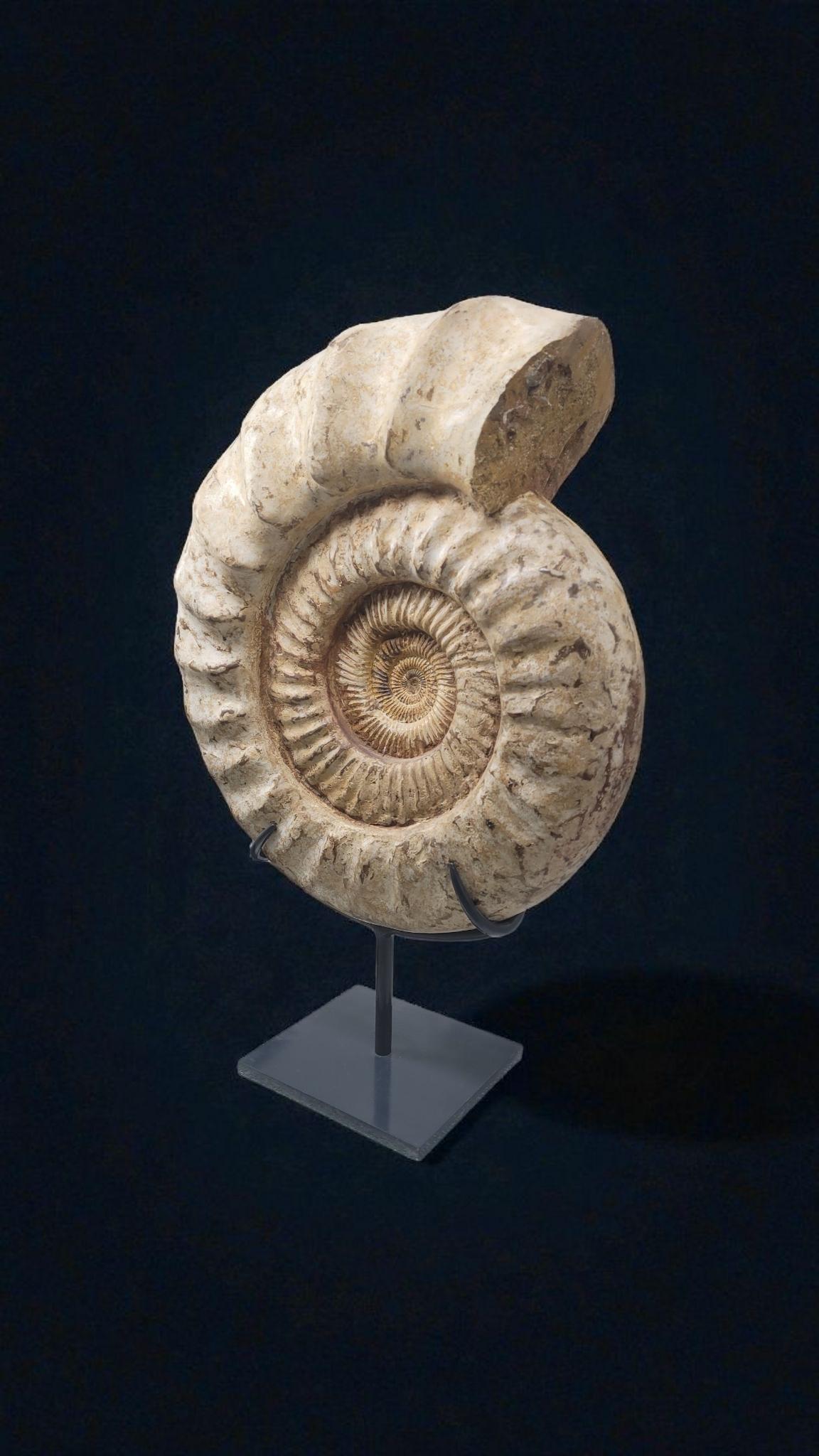 Ammonite fossile Nature 