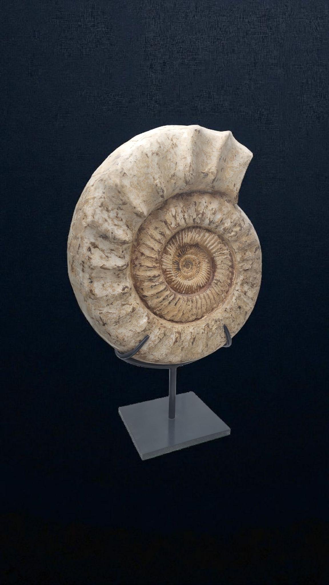 Ammonite fossile Nature 