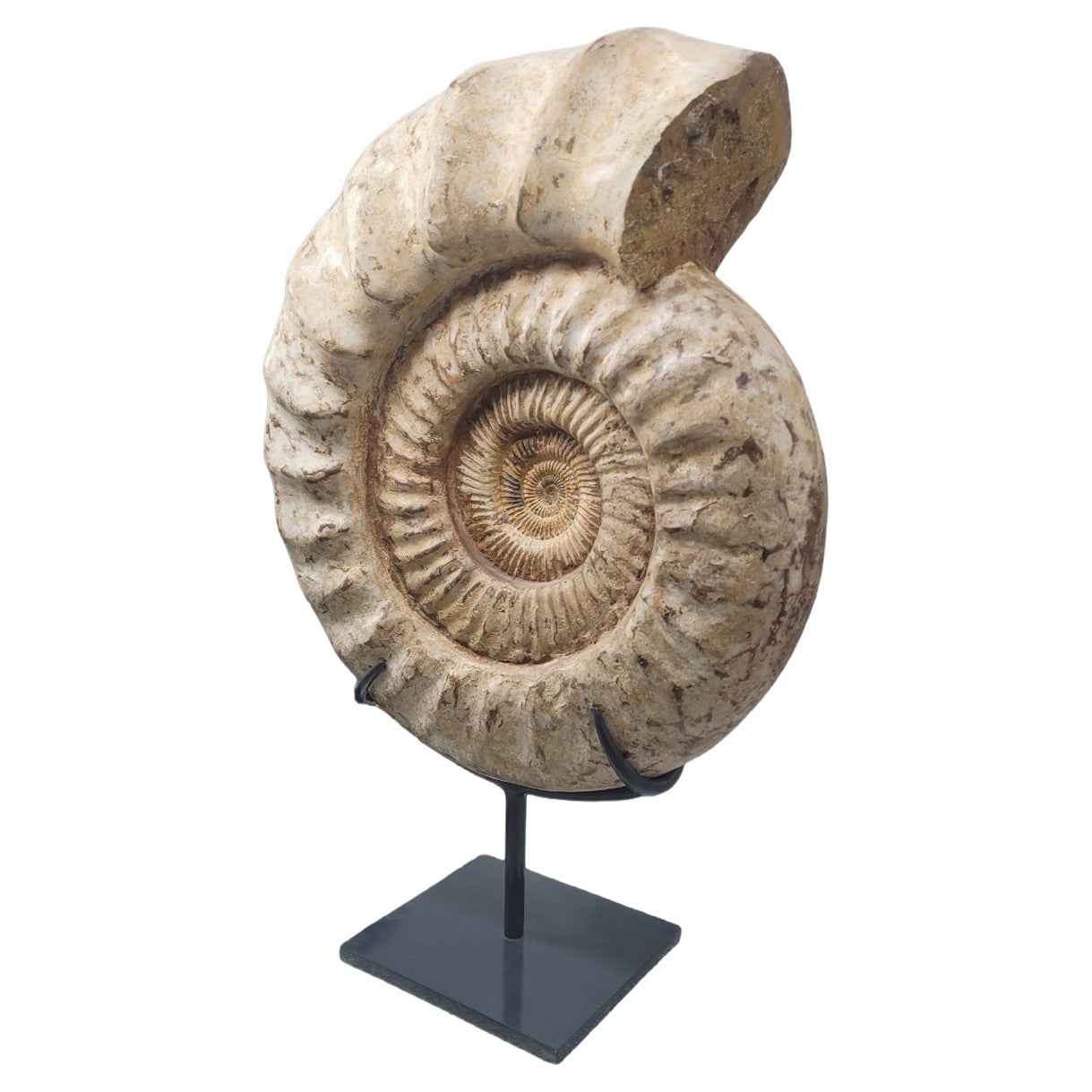 Natural Fossil Ammonite "Kranaosphinctes" from Madagascar. -70 millions years