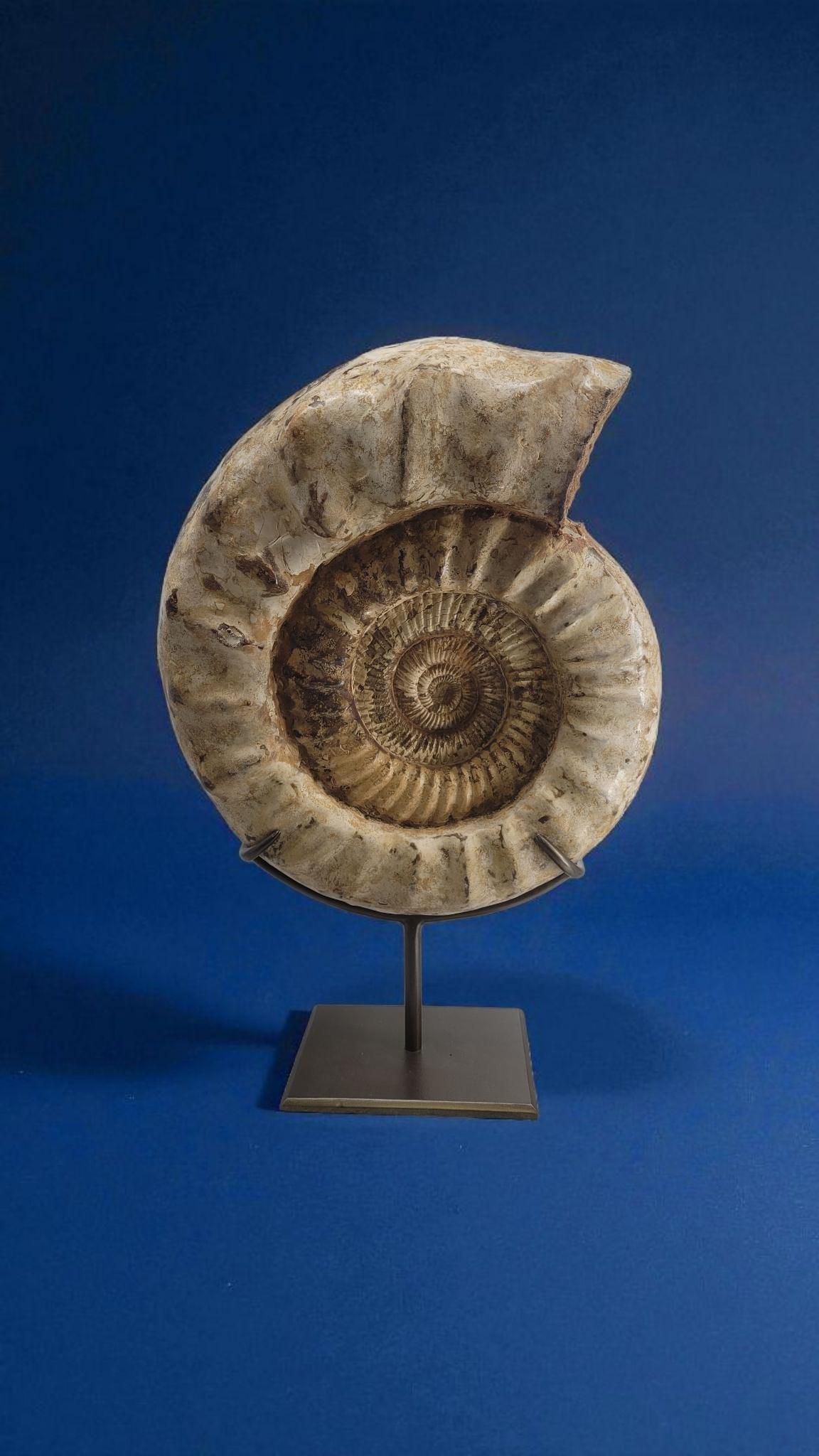 This ammonite specimen (species : kranaosphinctes) from Madagascar, cretaceous (-85 to -65 millions years before our era) displays a nice quality and color.
Making it a nice fossil item of curiosity, and mark of earth's past wildlife and history. In