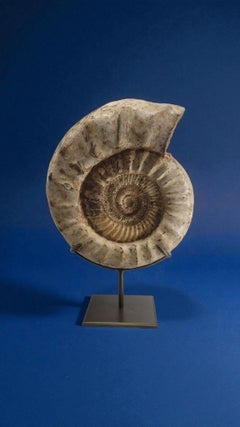 Natural Fossil Ammonite "Kranaosphinctes" from madagaster. Custom stand