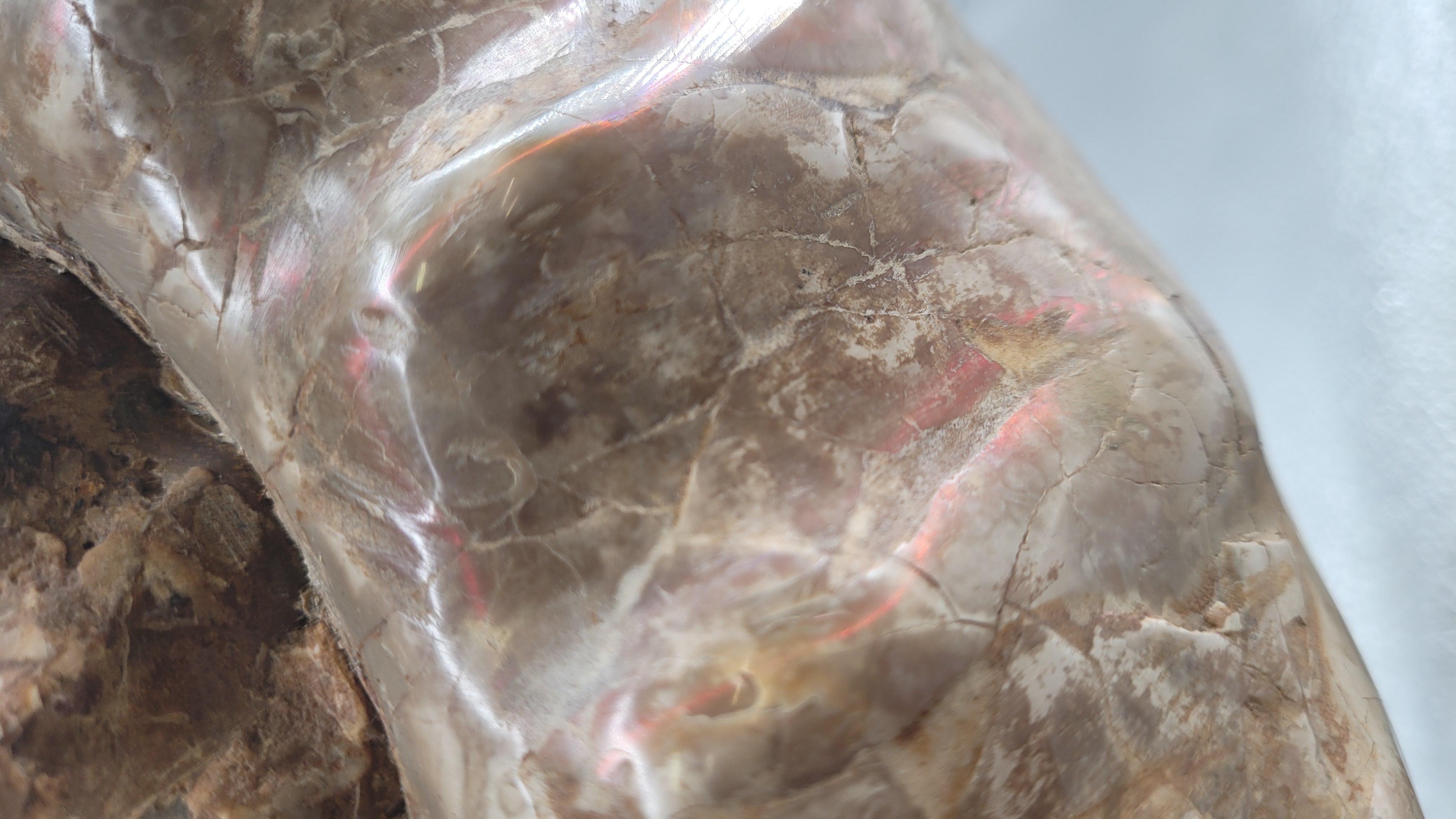 Natural Fossil Ammonite 