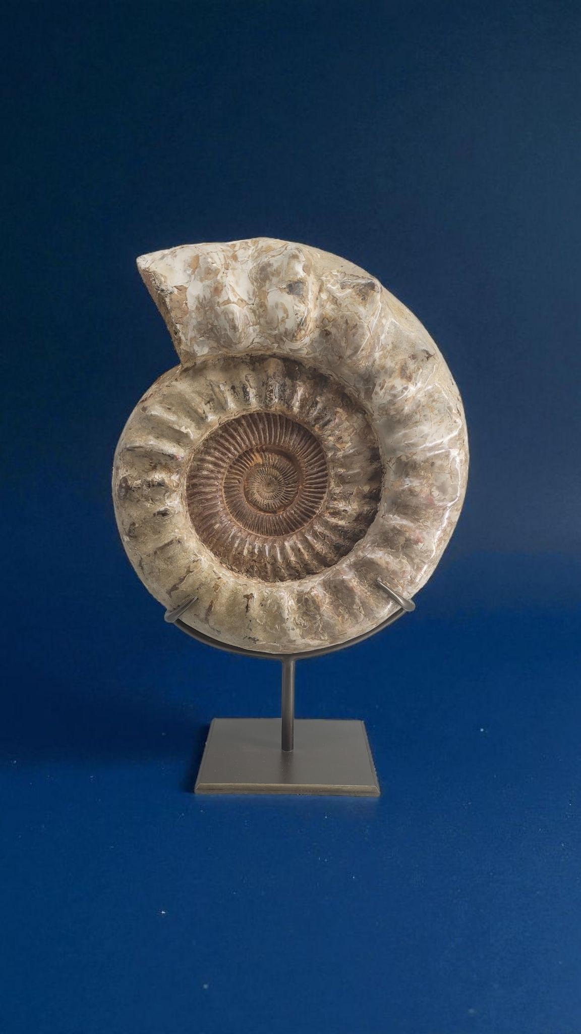 Contemporary Natural Fossil Ammonite 