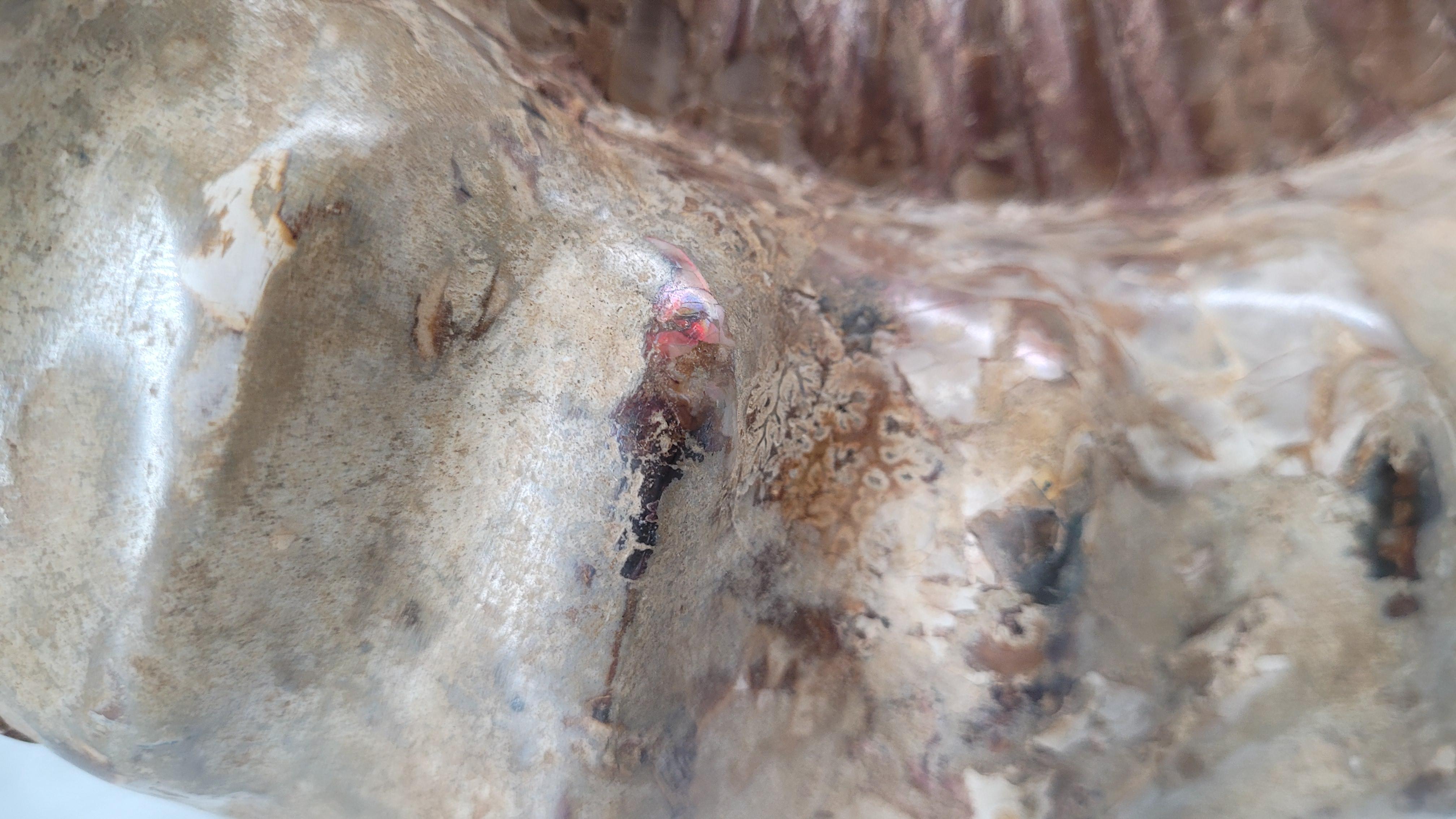 Steel Natural Fossil Ammonite 