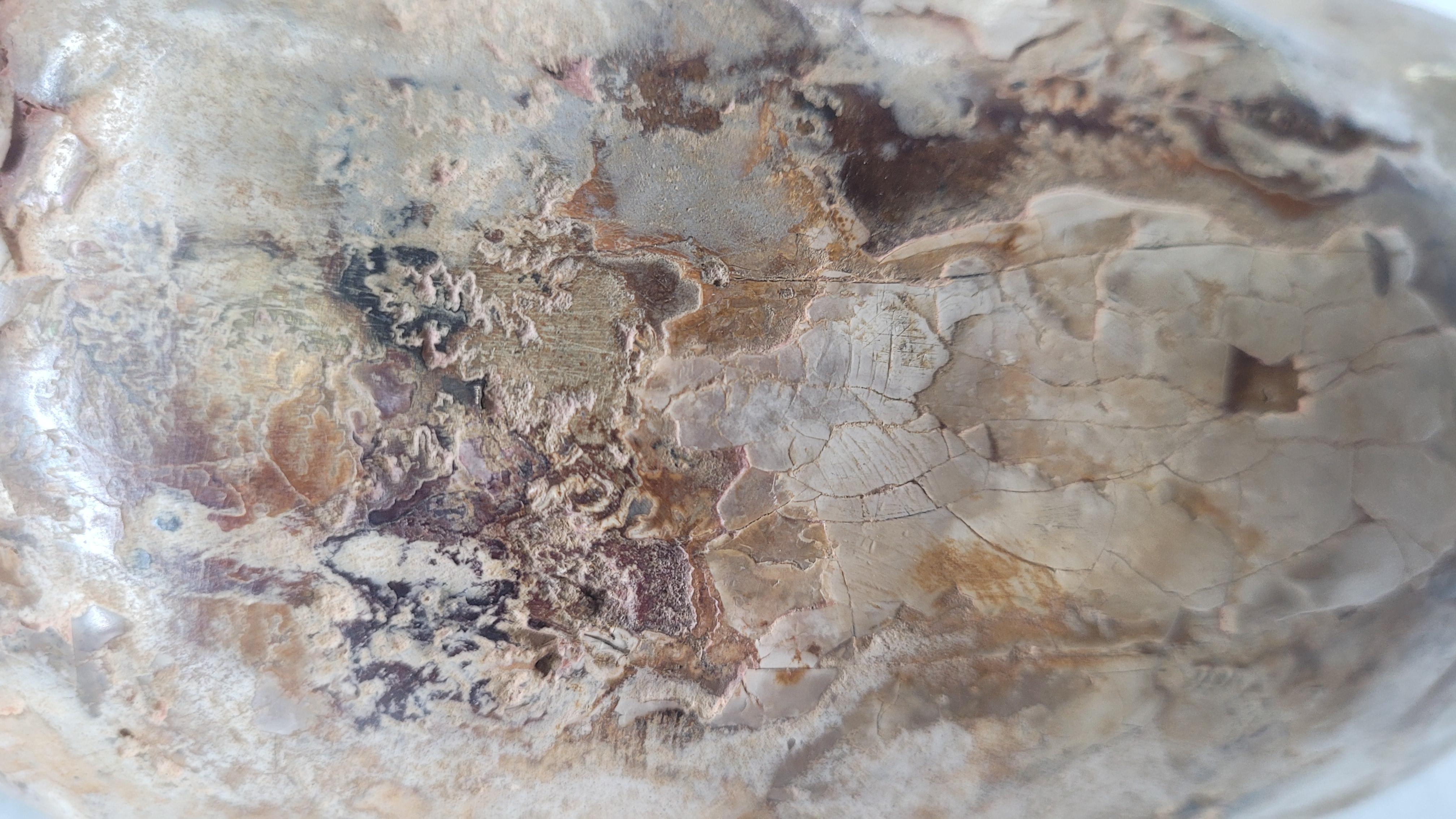 Natural Fossil Ammonite 