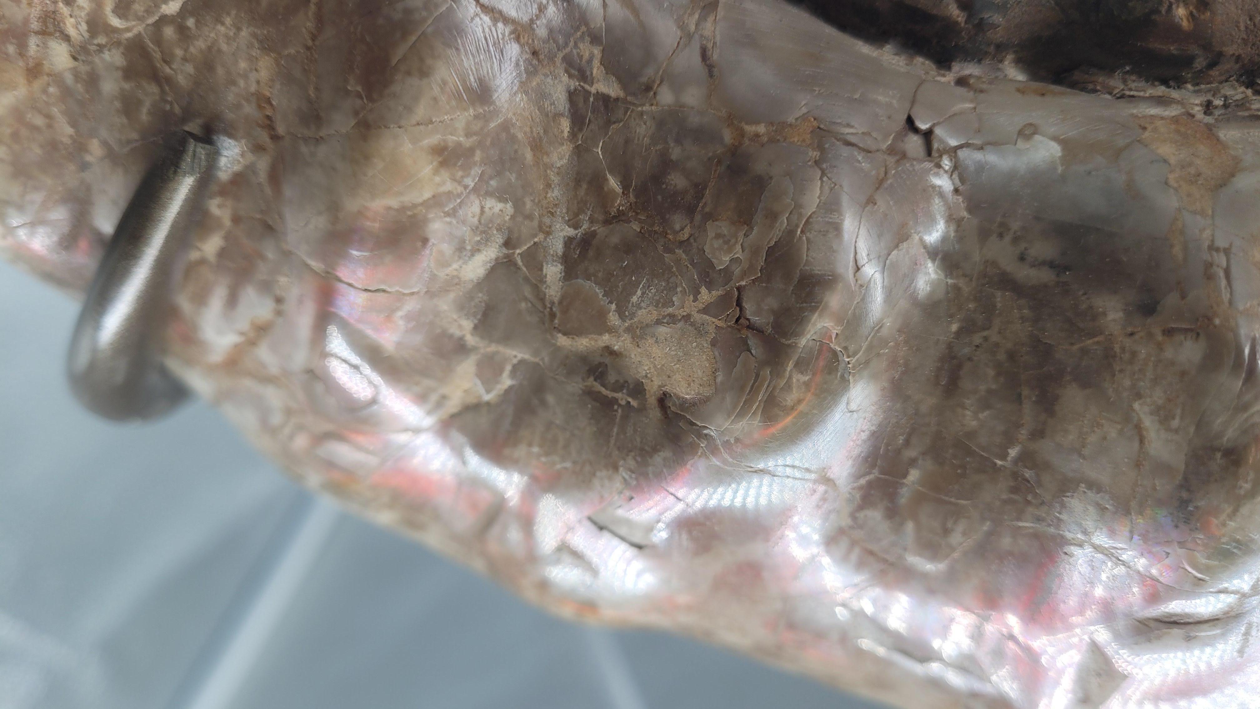 Natural Fossil Ammonite 