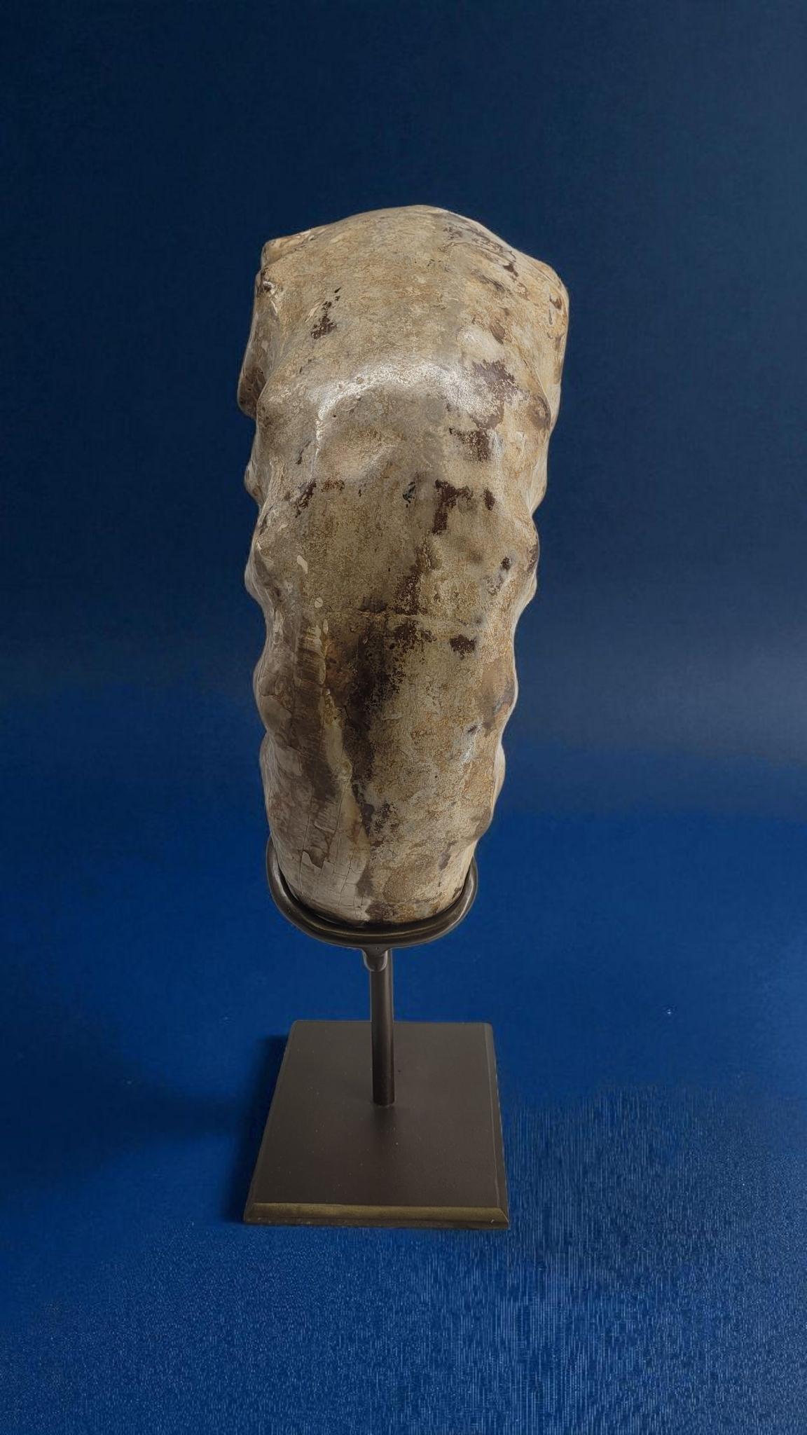 Natural Fossil Ammonite 