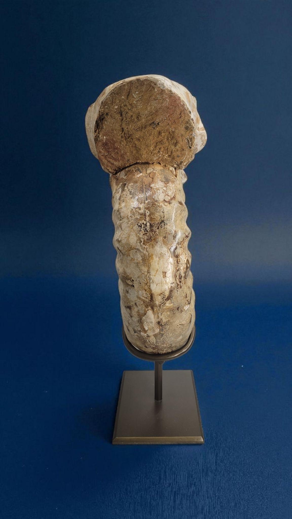 Natural Fossil Ammonite 