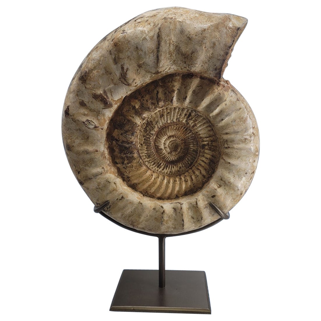 Natural Fossil Ammonite "Kranaosphinctes" from madagaster. Custom stand3200 For Sale