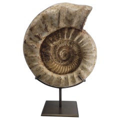 Natural Fossil Ammonite "Kranaosphinctes" from madagaster. Custom stand3200