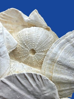 Natural Fossil, Gigantopecten shell and Tripneuste Urchin on custom stand