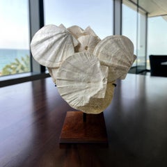 Fossile Nature, conchiglia Gigantopecten e riccio Tripneuste su supporto personalizzato