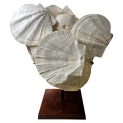 Natural Fossil, Gigantopecten shell and Tripneuste Urchin on custom stand