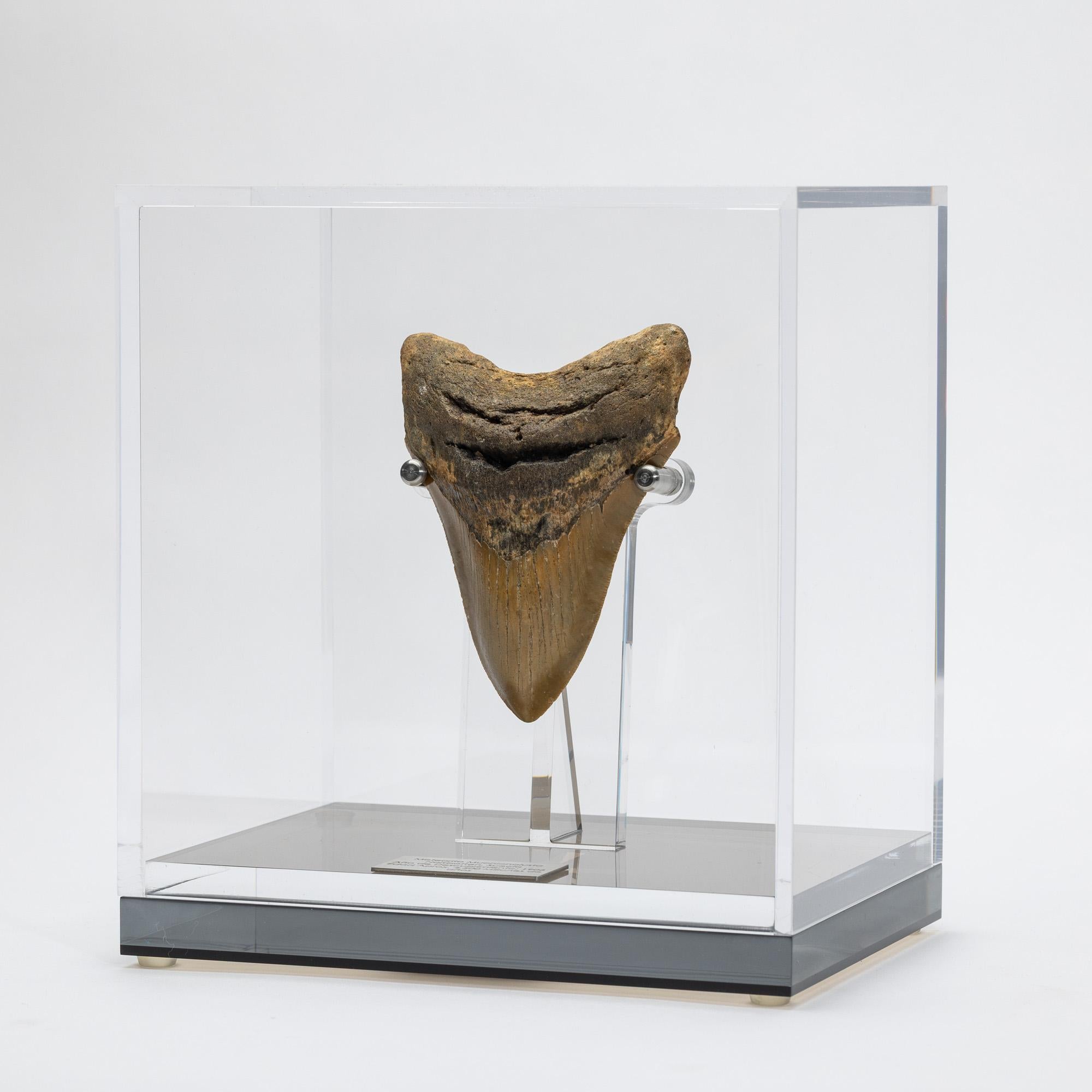 Organic Modern Natural Fossil Megalodon 