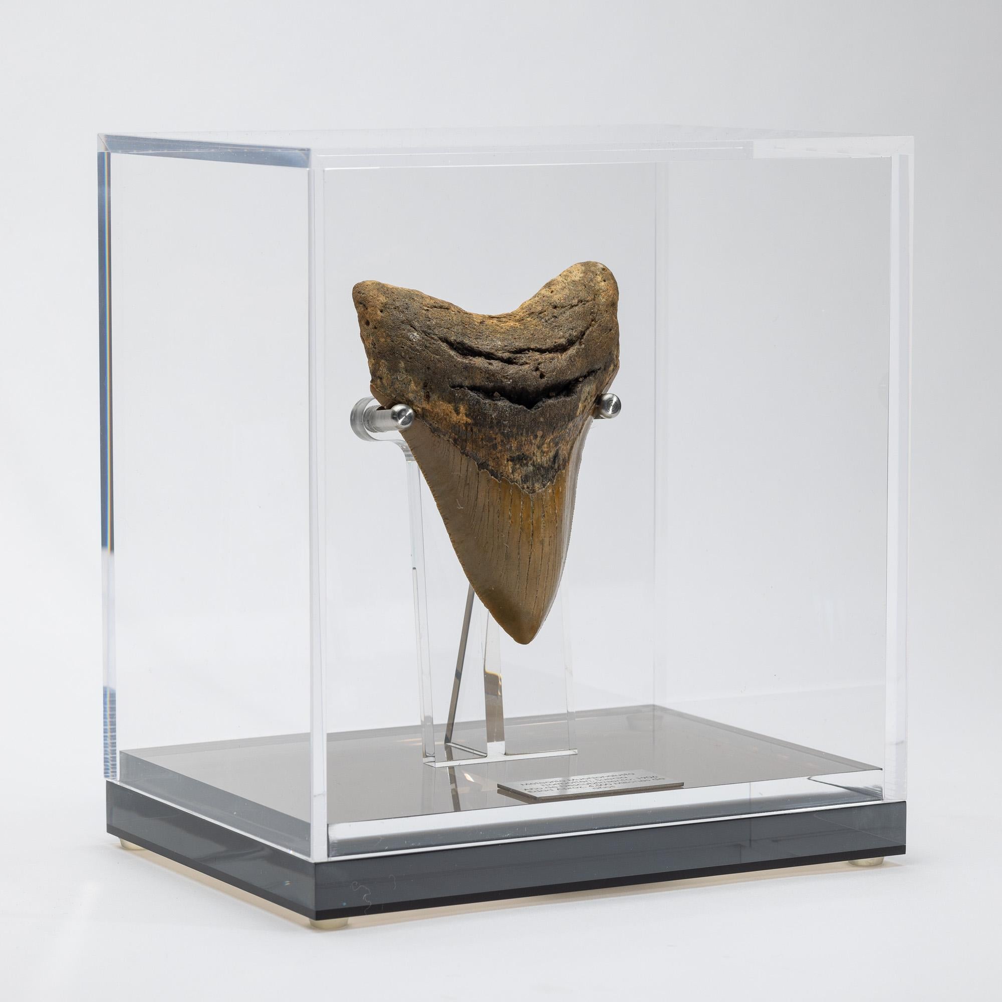 Mexican Natural Fossil Megalodon 