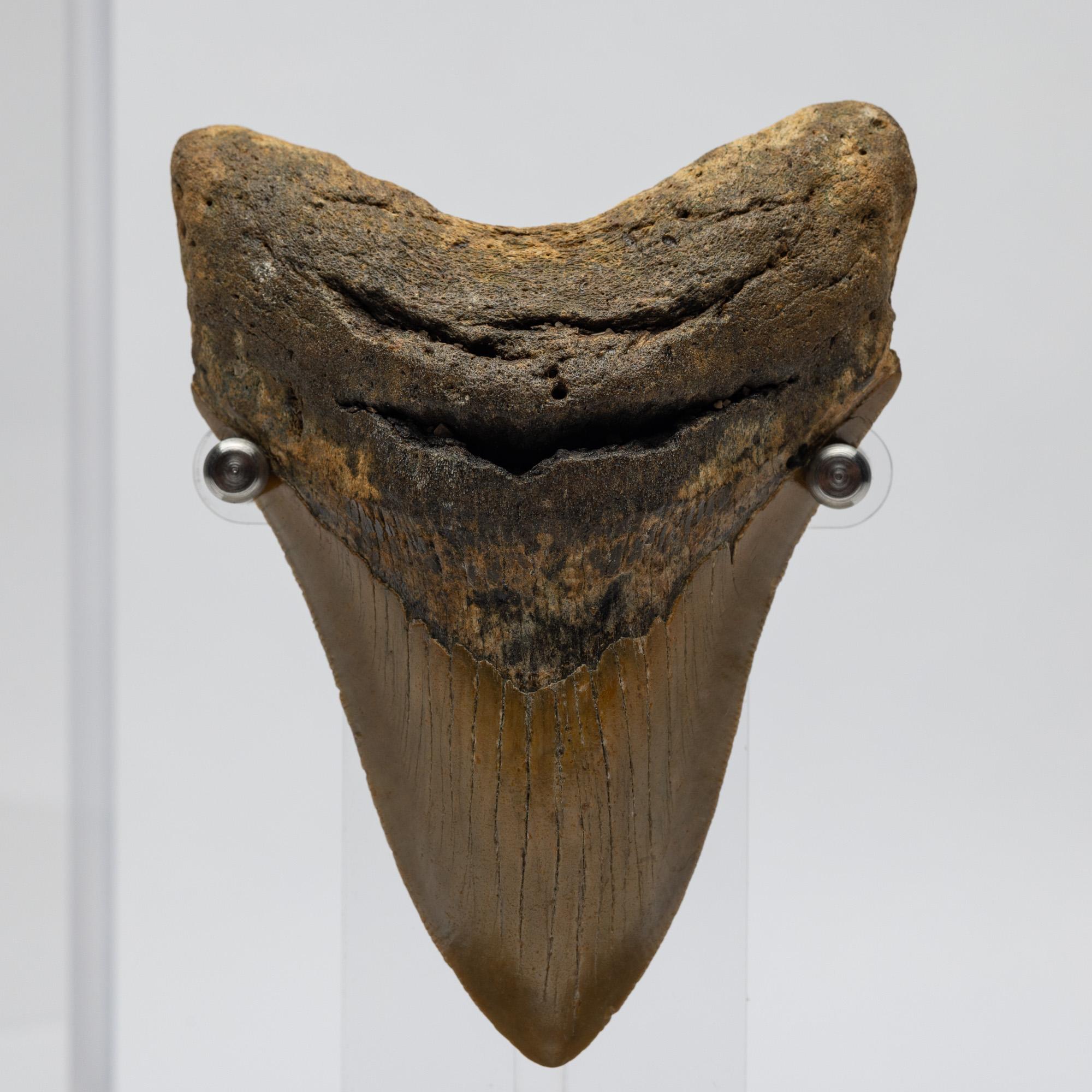 Natural Fossil Megalodon 