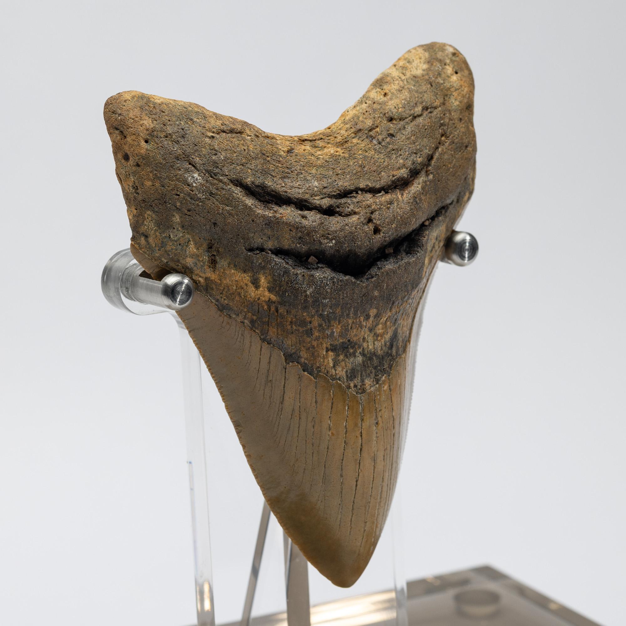 Contemporary Natural Fossil Megalodon 