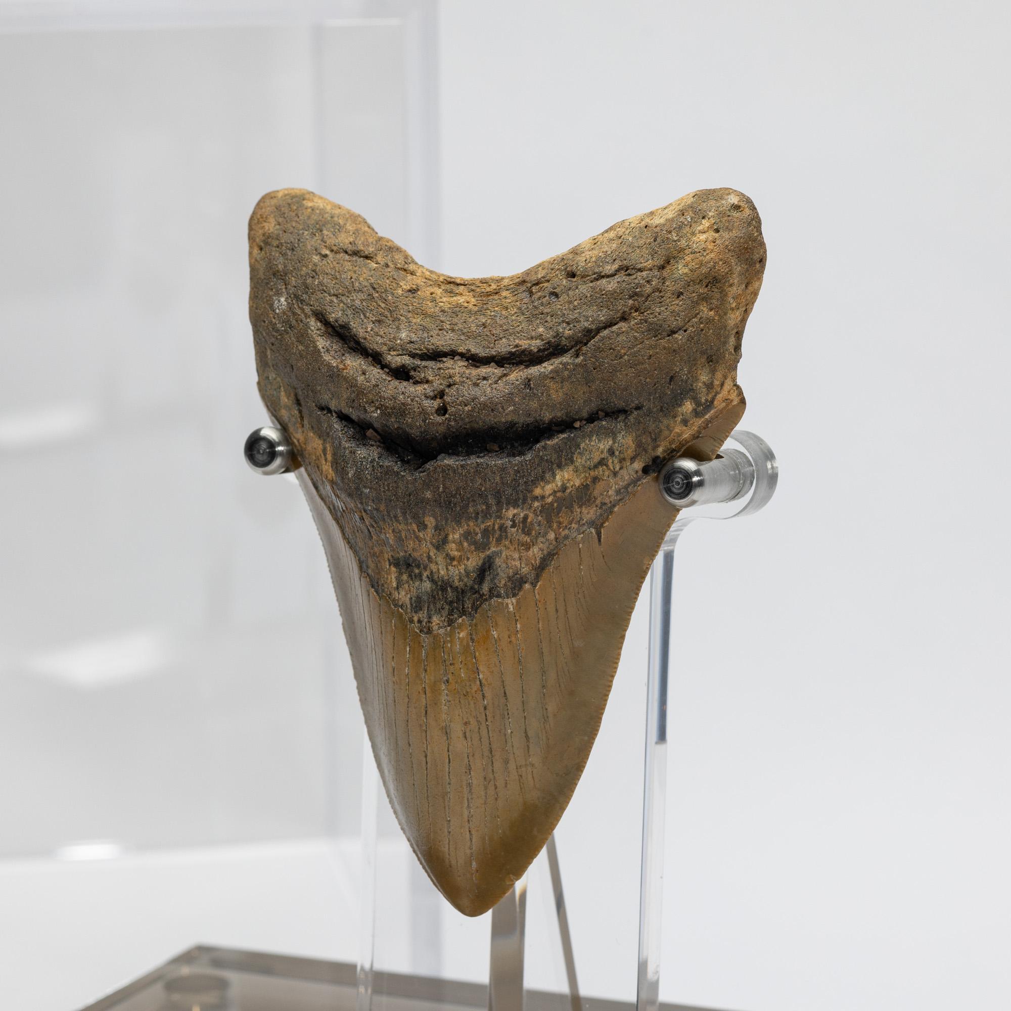 Natural Fossil Megalodon 