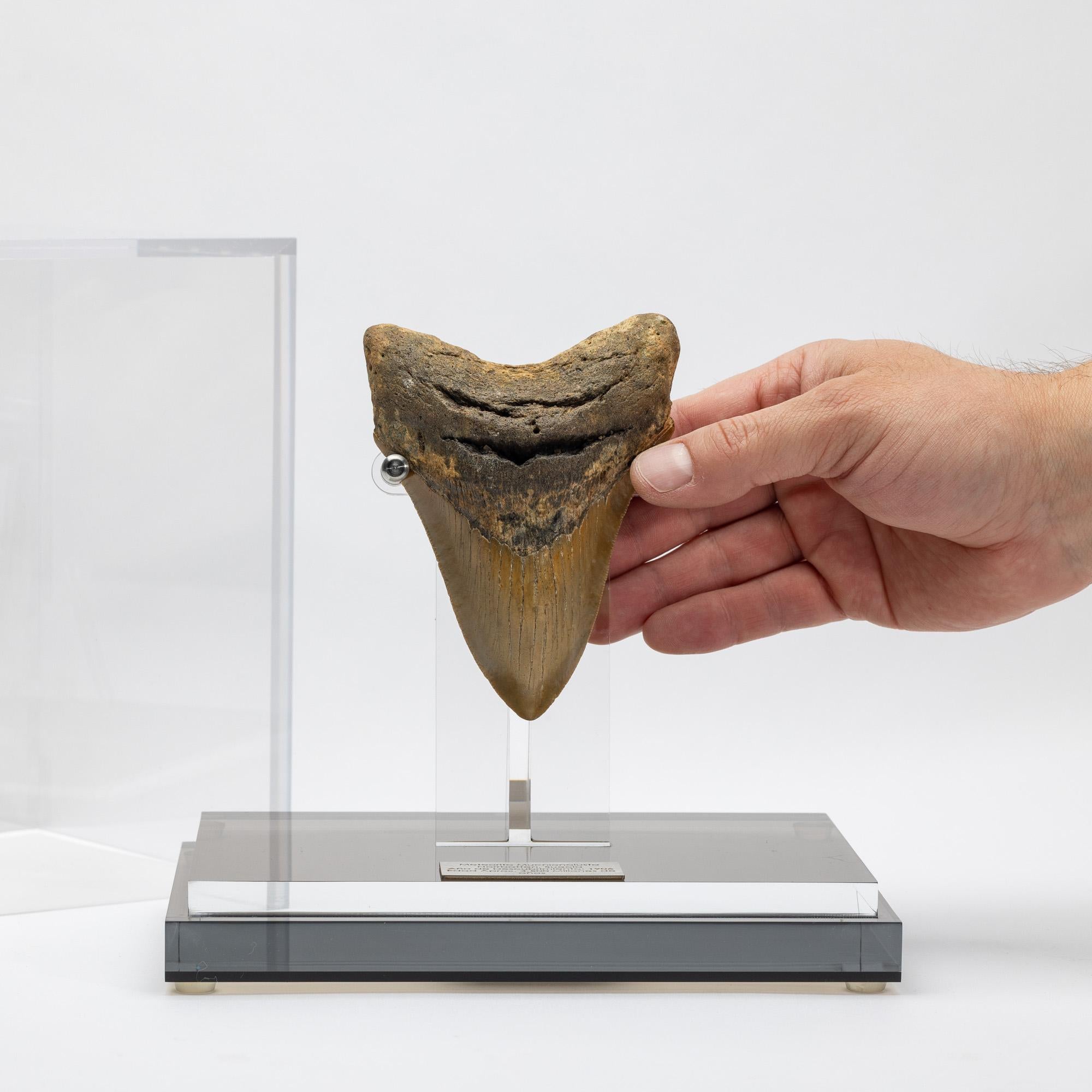 Natural Fossil Megalodon 