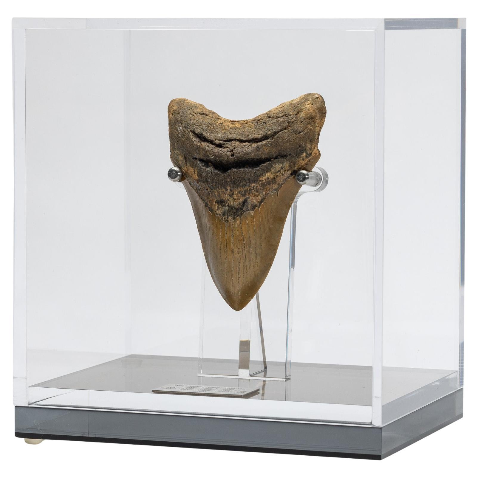 Natural Fossil Megalodon "the Monster Shark" Tooth in Acrylic Custom Box For Sale