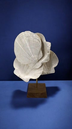 Fossile naturale di conchiglia pecten, su supporto in legno e bastone in ottone