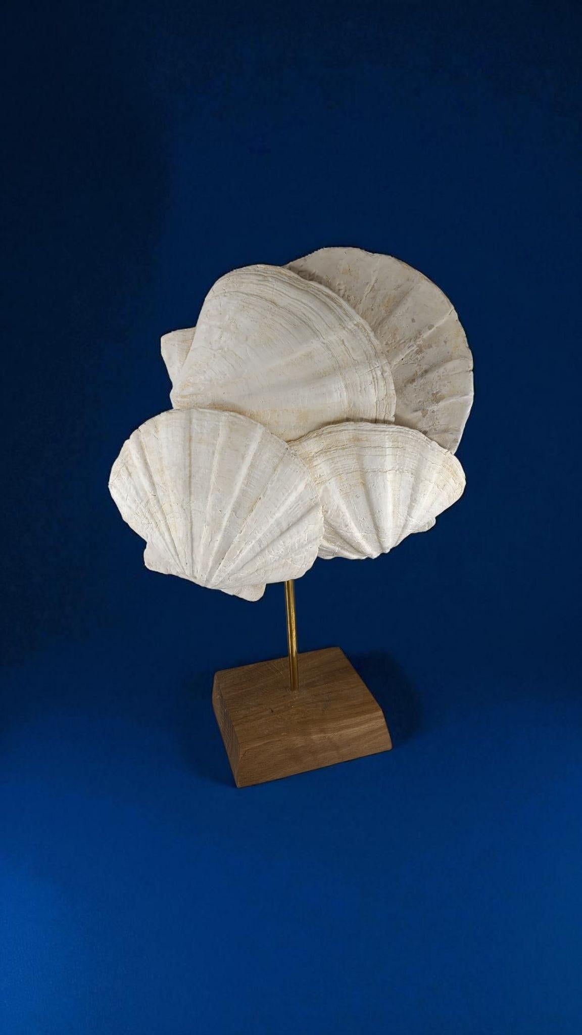 Francese Fossile naturale di conchiglia pecten, su supporto in legno e bastone in ottone in vendita