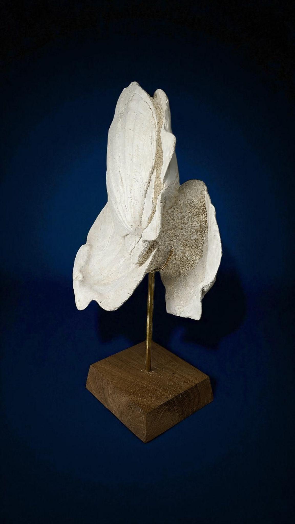 Fossile naturale di conchiglia pecten, su supporto in legno e bastone in ottone In condizioni ottime in vendita a MARSEILLE, FR