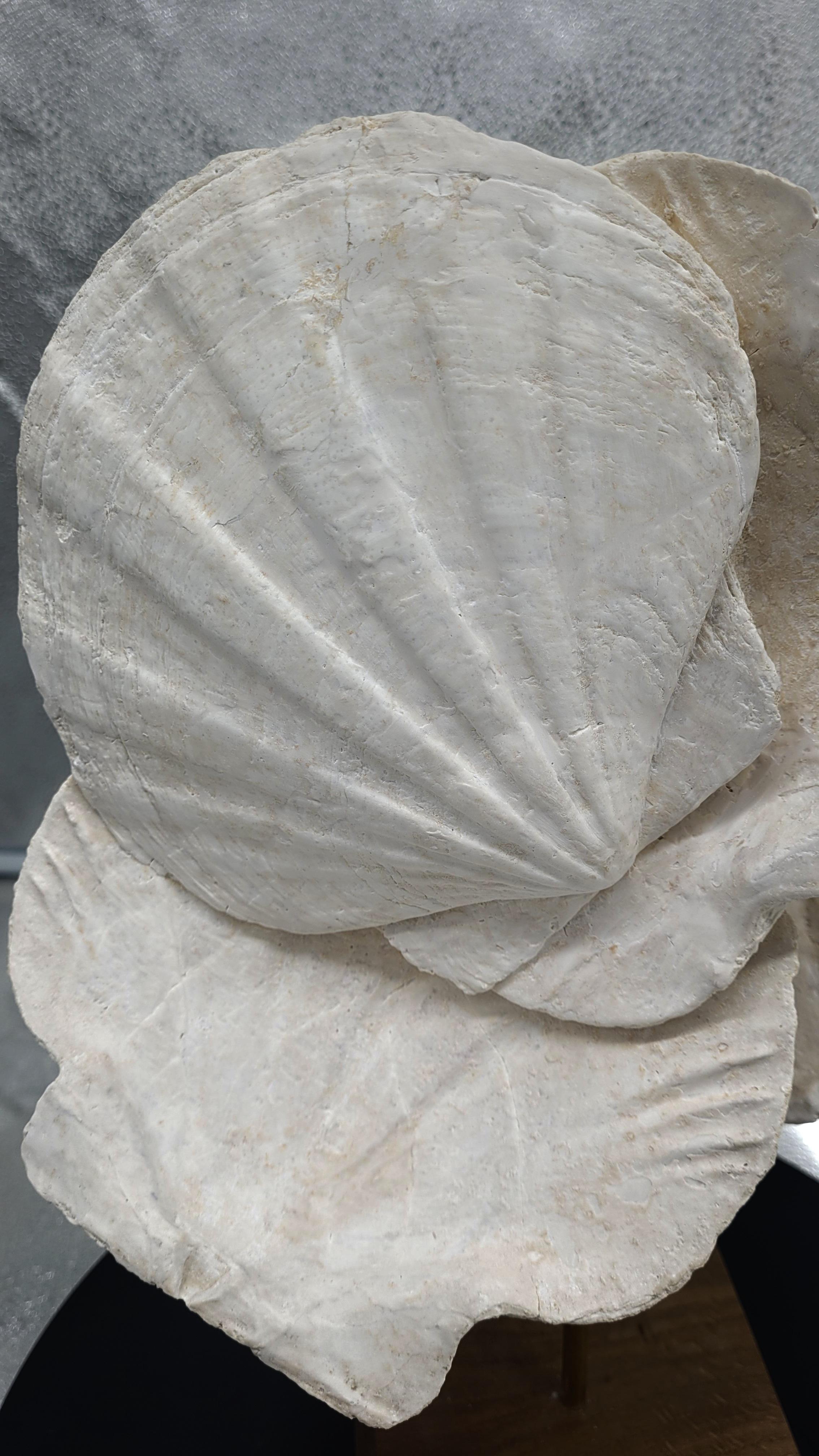 Calcare Fossile naturale di conchiglia pecten, su supporto in legno e bastone in ottone in vendita